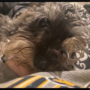 Meet your Posher, Mischa